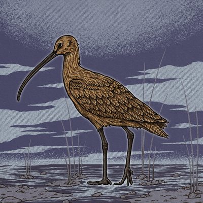 Curlew, one of the Nine Narrators.